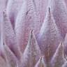 Fotografia 3 da espécie Protea cynaroides do Jardim Botânico UTAD