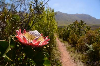 Fotografia da espécie Protea cynaroides