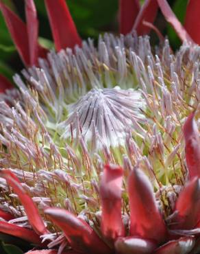 Fotografia 5 da espécie Protea cynaroides no Jardim Botânico UTAD