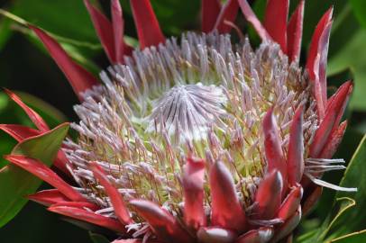 Fotografia da espécie Protea cynaroides