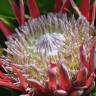 Fotografia 5 da espécie Protea cynaroides do Jardim Botânico UTAD