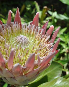 Fotografia 6 da espécie Protea cynaroides no Jardim Botânico UTAD