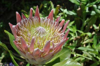 Fotografia da espécie Protea cynaroides