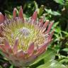 Fotografia 6 da espécie Protea cynaroides do Jardim Botânico UTAD