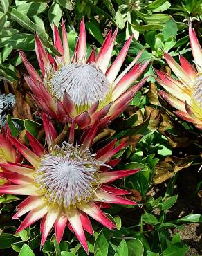 Fotografia 7 da espécie Protea cynaroides no Jardim Botânico UTAD