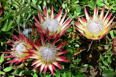 Fotografia da espécie Protea cynaroides