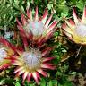 Fotografia 7 da espécie Protea cynaroides do Jardim Botânico UTAD