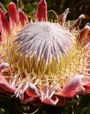 Fotografia 8 da espécie Protea cynaroides no Jardim Botânico UTAD