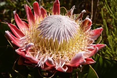 Fotografia da espécie Protea cynaroides