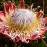 Fotografia 8 da espécie Protea cynaroides do Jardim Botânico UTAD