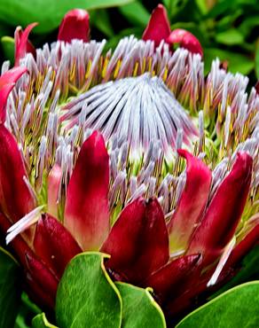 Fotografia 9 da espécie Protea cynaroides no Jardim Botânico UTAD