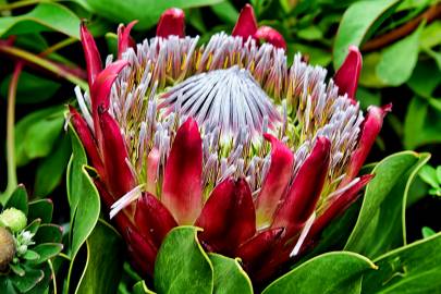 Fotografia da espécie Protea cynaroides