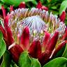 Fotografia 9 da espécie Protea cynaroides do Jardim Botânico UTAD