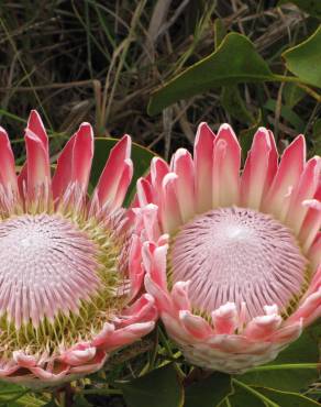 Fotografia 10 da espécie Protea cynaroides no Jardim Botânico UTAD