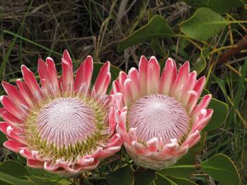 Fotografia da espécie Protea cynaroides