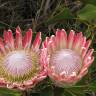Fotografia 10 da espécie Protea cynaroides do Jardim Botânico UTAD