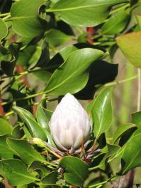 Fotografia da espécie Protea cynaroides