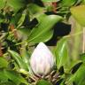 Fotografia 11 da espécie Protea cynaroides do Jardim Botânico UTAD
