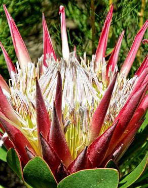 Fotografia 12 da espécie Protea cynaroides no Jardim Botânico UTAD