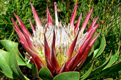 Fotografia da espécie Protea cynaroides