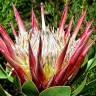 Fotografia 12 da espécie Protea cynaroides do Jardim Botânico UTAD
