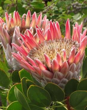 Fotografia 13 da espécie Protea cynaroides no Jardim Botânico UTAD