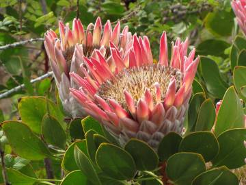 Fotografia da espécie Protea cynaroides