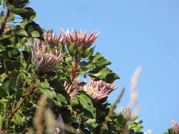 Fotografia da espécie Protea cynaroides