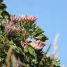 Fotografia 14 da espécie Protea cynaroides do Jardim Botânico UTAD