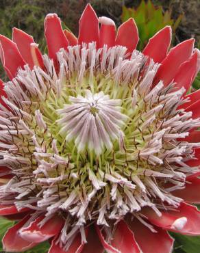 Fotografia 15 da espécie Protea cynaroides no Jardim Botânico UTAD