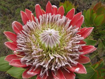 Fotografia da espécie Protea cynaroides