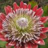 Fotografia 15 da espécie Protea cynaroides do Jardim Botânico UTAD
