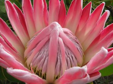 Fotografia da espécie Protea cynaroides