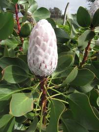 Fotografia da espécie Protea cynaroides