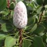 Fotografia 17 da espécie Protea cynaroides do Jardim Botânico UTAD