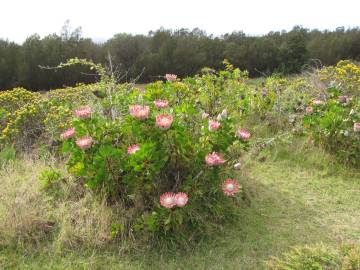 Fotografia da espécie Protea cynaroides