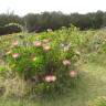 Fotografia 18 da espécie Protea cynaroides do Jardim Botânico UTAD