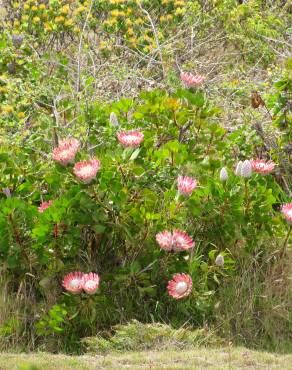 Fotografia 19 da espécie Protea cynaroides no Jardim Botânico UTAD