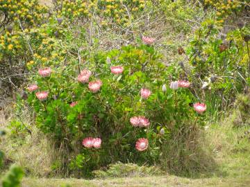 Fotografia da espécie Protea cynaroides