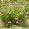 Fotografia 19 da espécie Protea cynaroides do Jardim Botânico UTAD