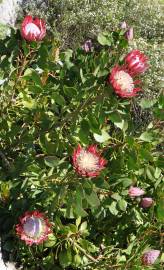 Fotografia da espécie Protea cynaroides