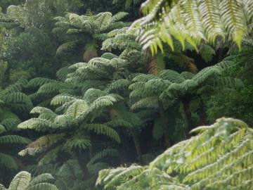 Fotografia da espécie Sphaeropteris medullaris