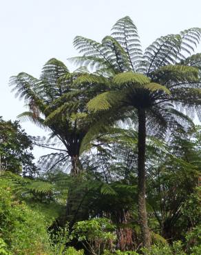 Fotografia 3 da espécie Sphaeropteris medullaris no Jardim Botânico UTAD