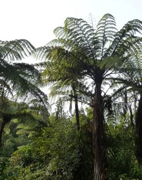 Fotografia 6 da espécie Sphaeropteris medullaris no Jardim Botânico UTAD