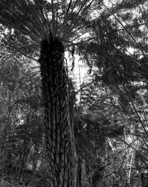 Fotografia 8 da espécie Sphaeropteris medullaris no Jardim Botânico UTAD