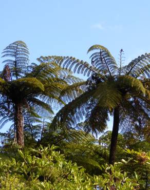 Fotografia 9 da espécie Sphaeropteris medullaris no Jardim Botânico UTAD