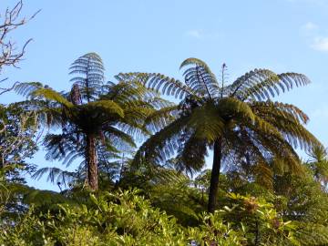 Fotografia da espécie Sphaeropteris medullaris