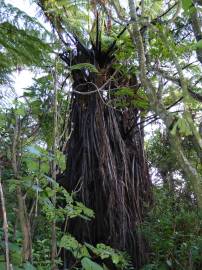 Fotografia da espécie Sphaeropteris medullaris