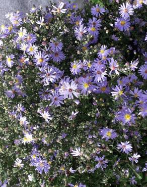 Fotografia 14 da espécie Symphyotrichum novi-belgii no Jardim Botânico UTAD