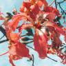 Fotografia 17 da espécie Ceiba speciosa do Jardim Botânico UTAD